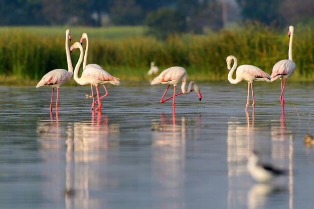 flamand rose 1 flamand rose ibiza salines