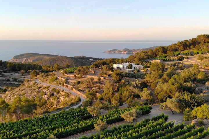 ibiza vignoble ibiza vignoble