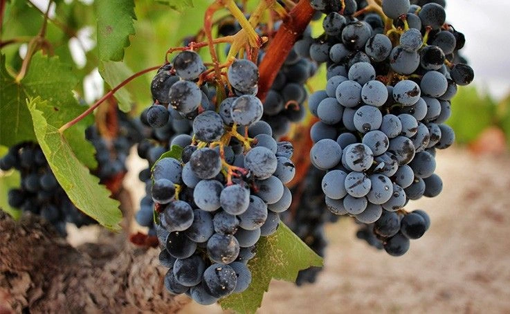 monastrell monastrell vignoble ibiza