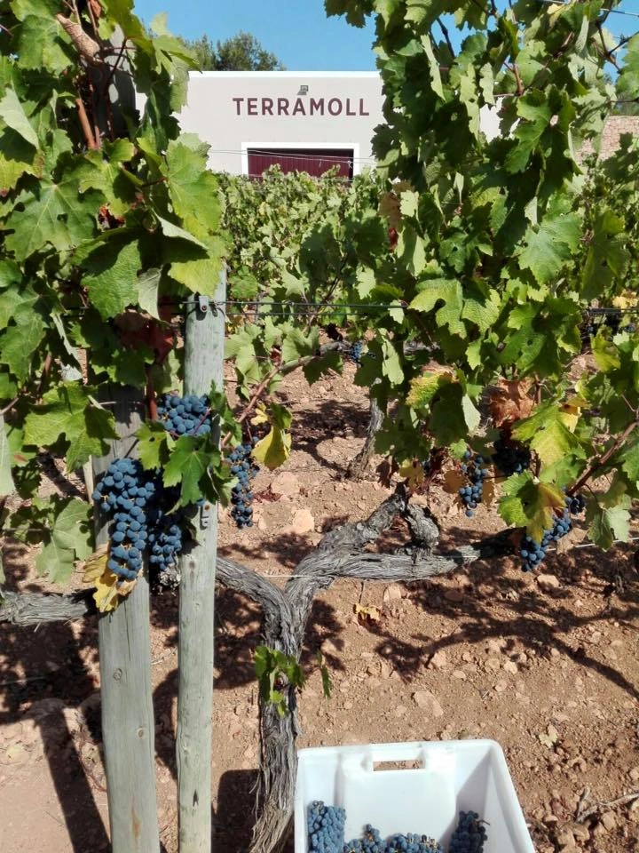 terramol bodega formentera (1)