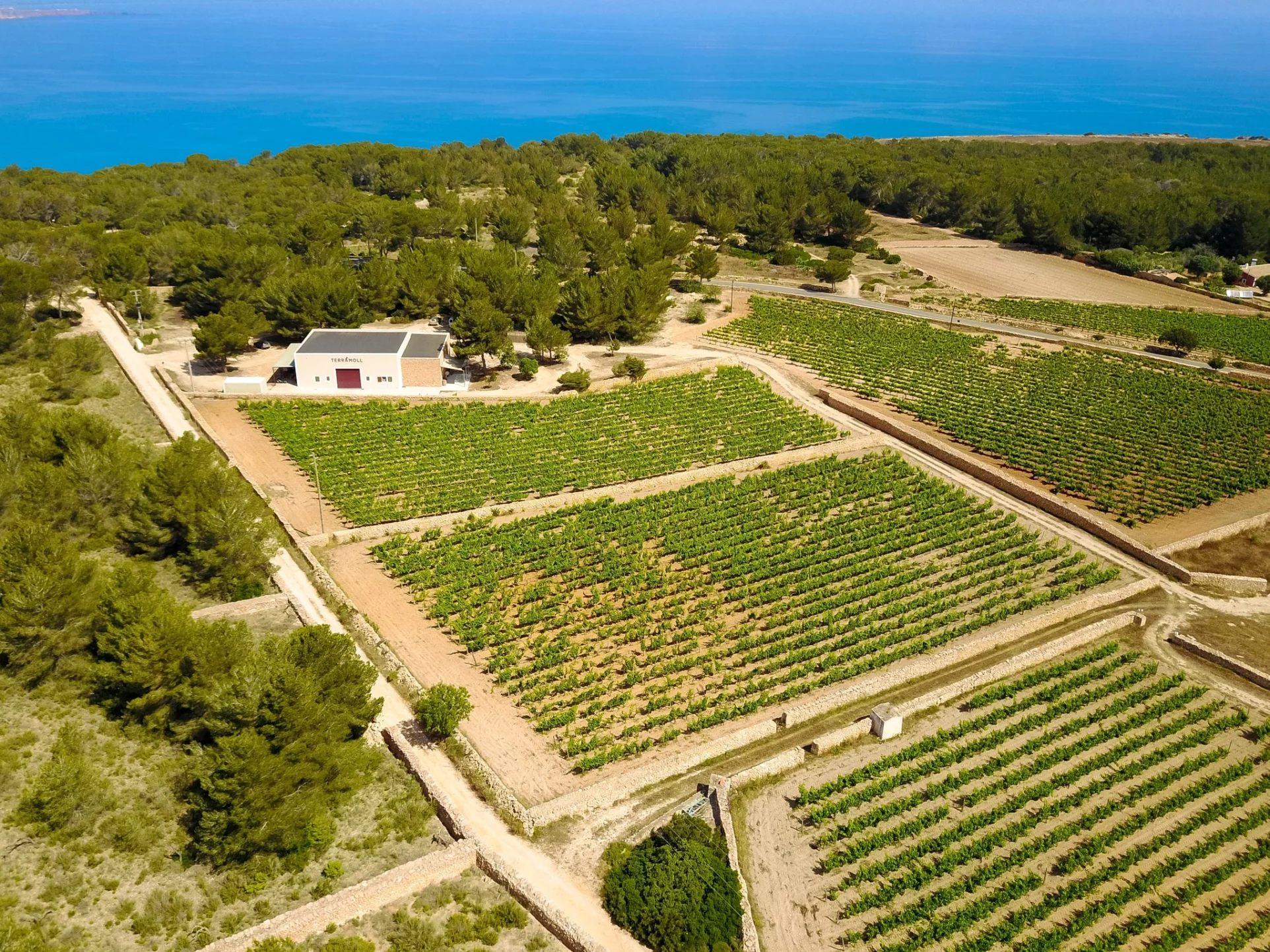 terramol bodega formentera (10)