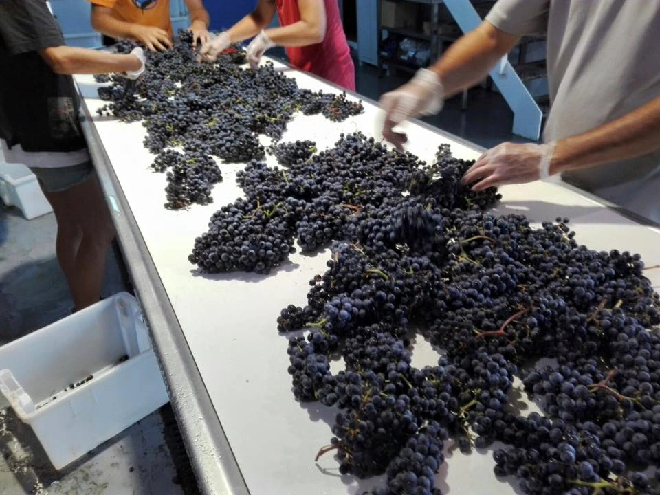 terramol bodega formentera (12)