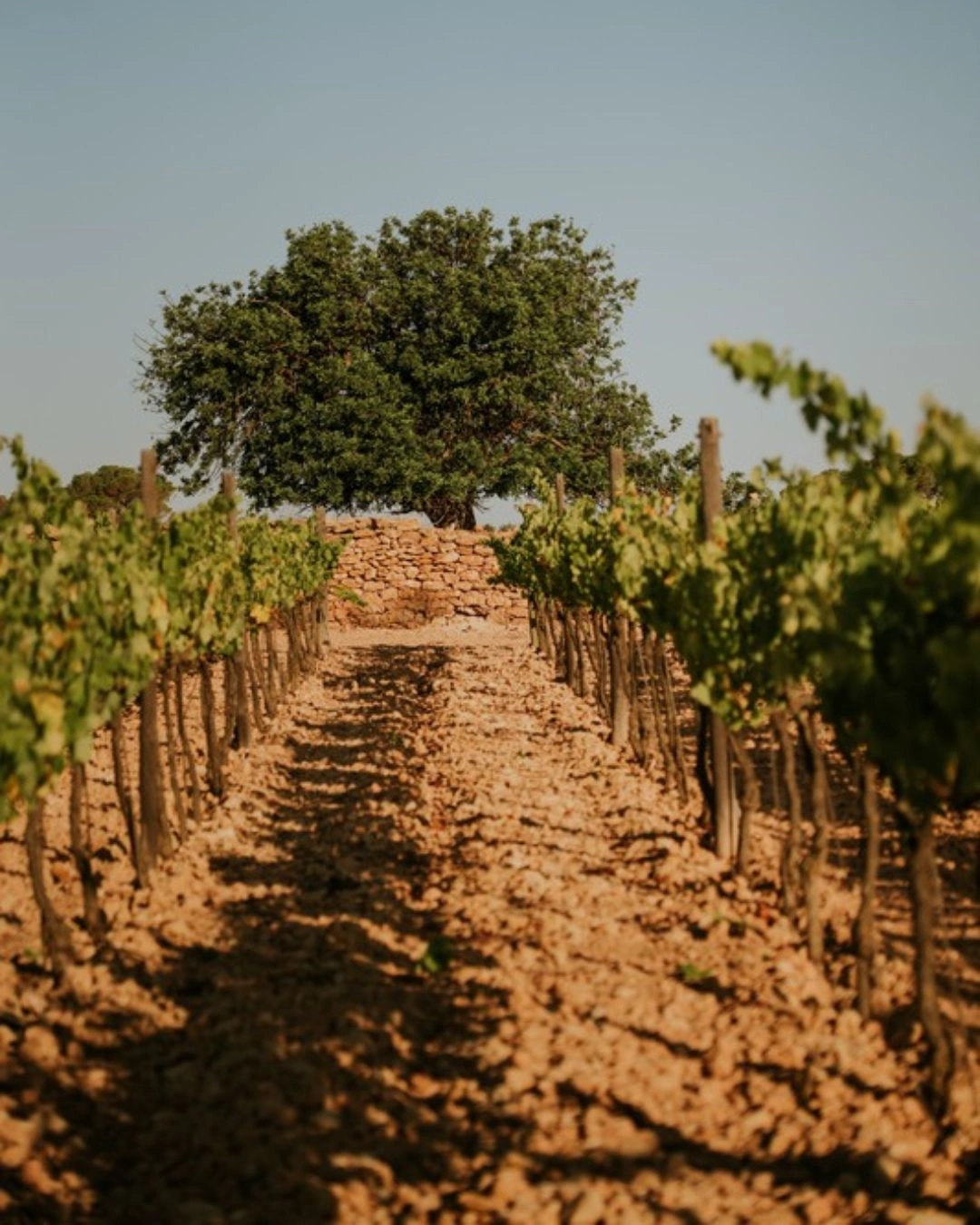 terramol bodega formentera (2)