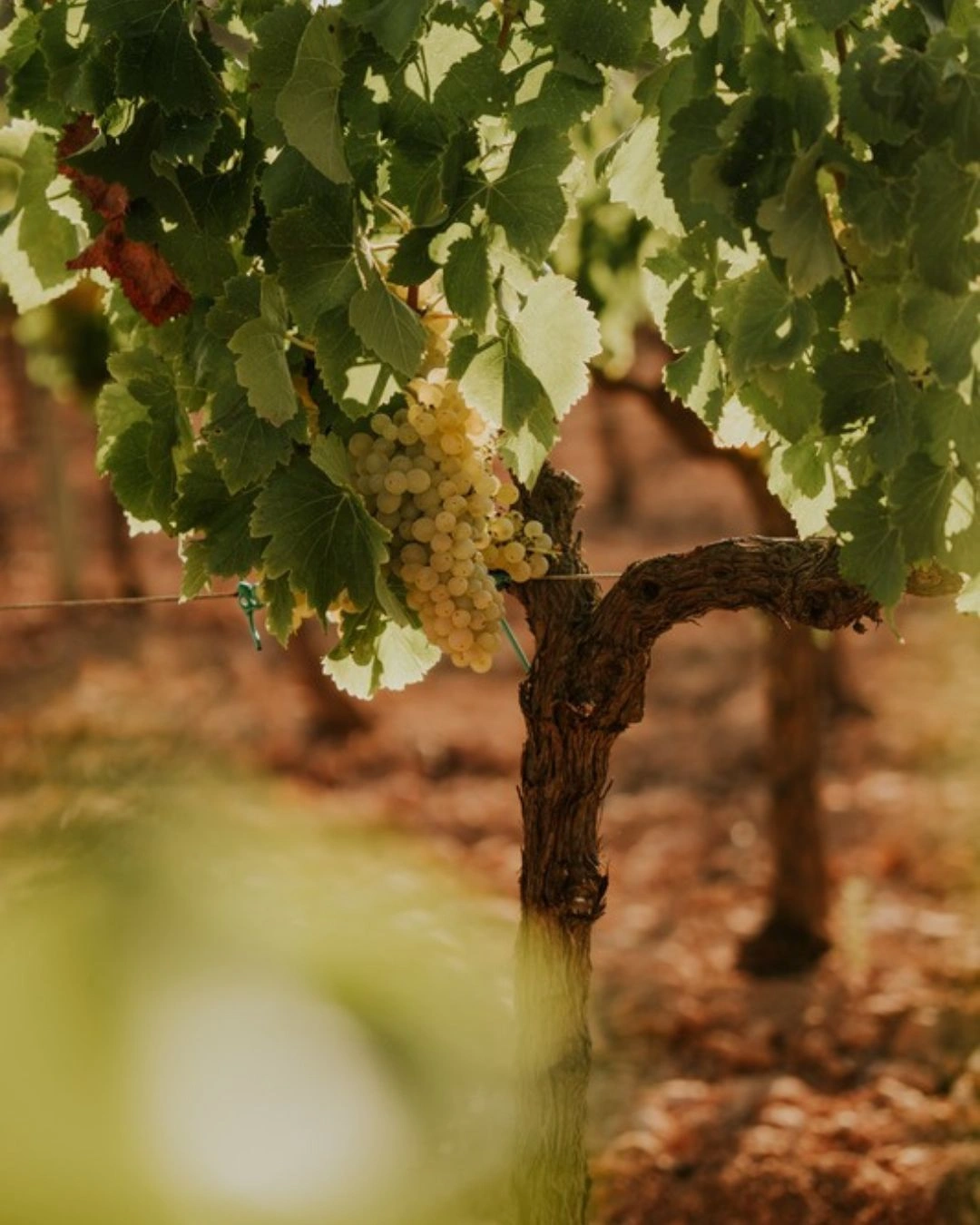terramol bodega formentera (3)