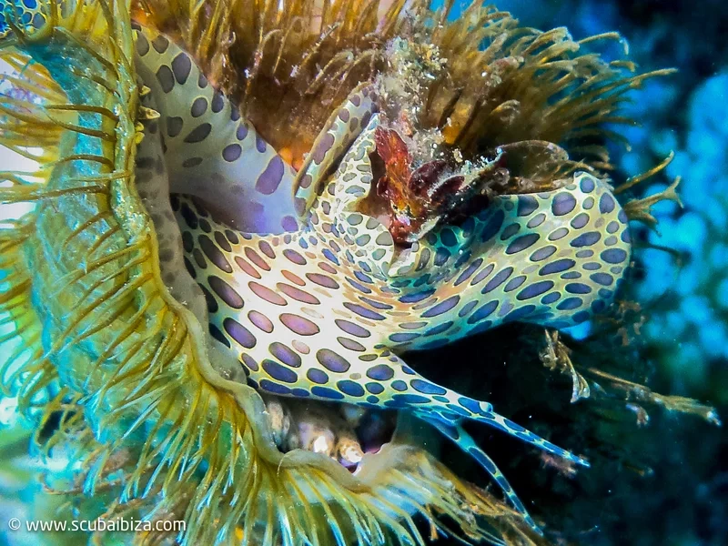 plongee sous marine ibiza (1)