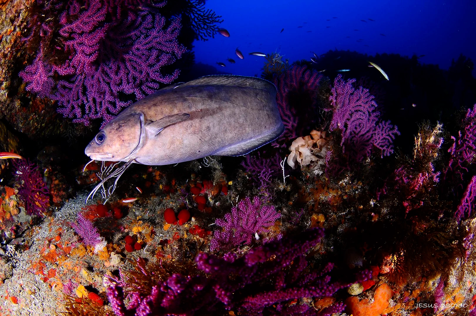 plongee sous marine ibiza (3)
