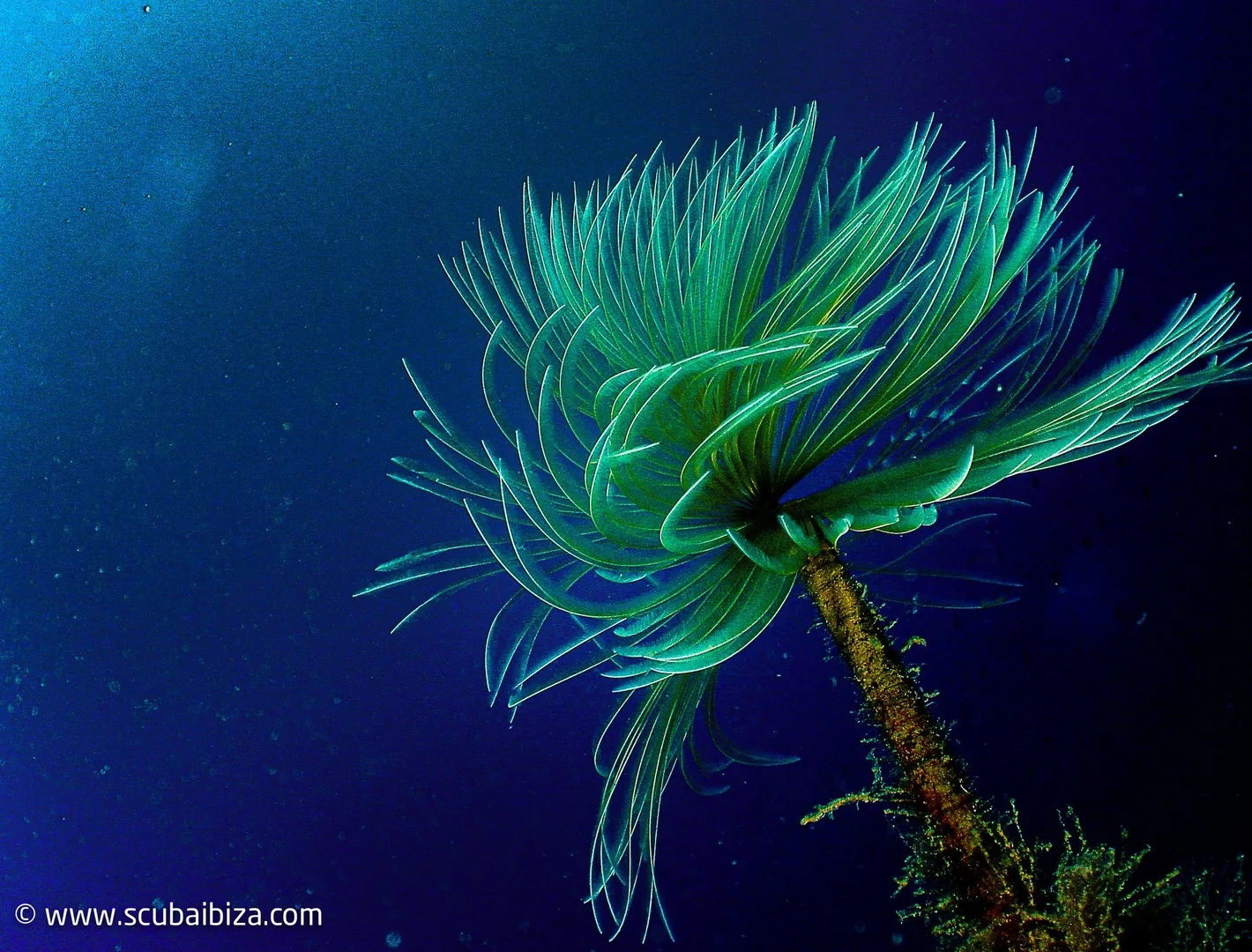 plongee sous marine ibiza (5)