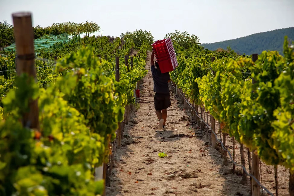 vignoble vin ibiza experience 2 vignoble vin ibiza experience