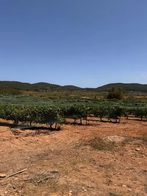 vignoble vin ibiza experience 5 vignoble vin ibiza experience domaine