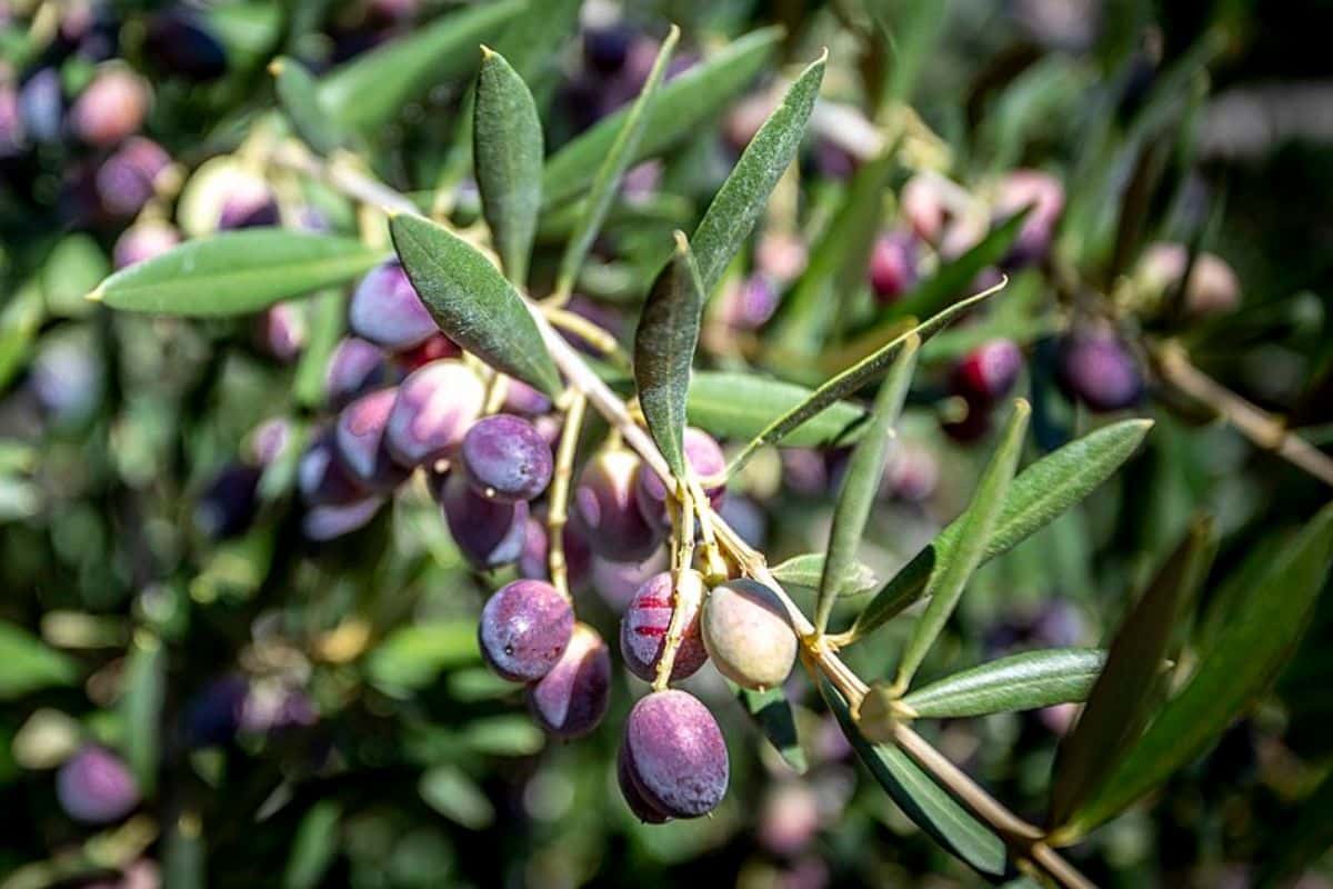 olivo arbequina Olivo arbequina