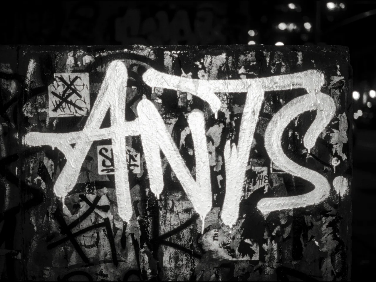 ants ants