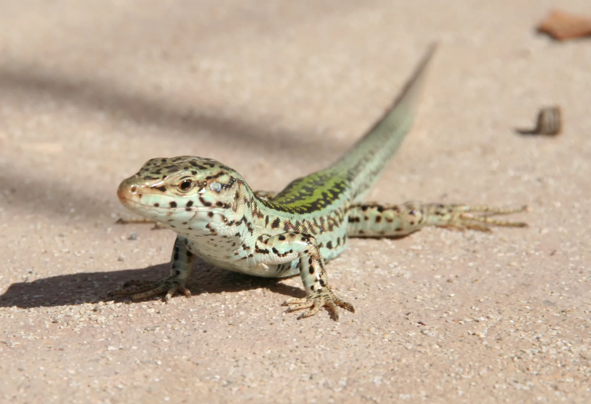 lezard pityuses 05 lezard pityuses ibiza
