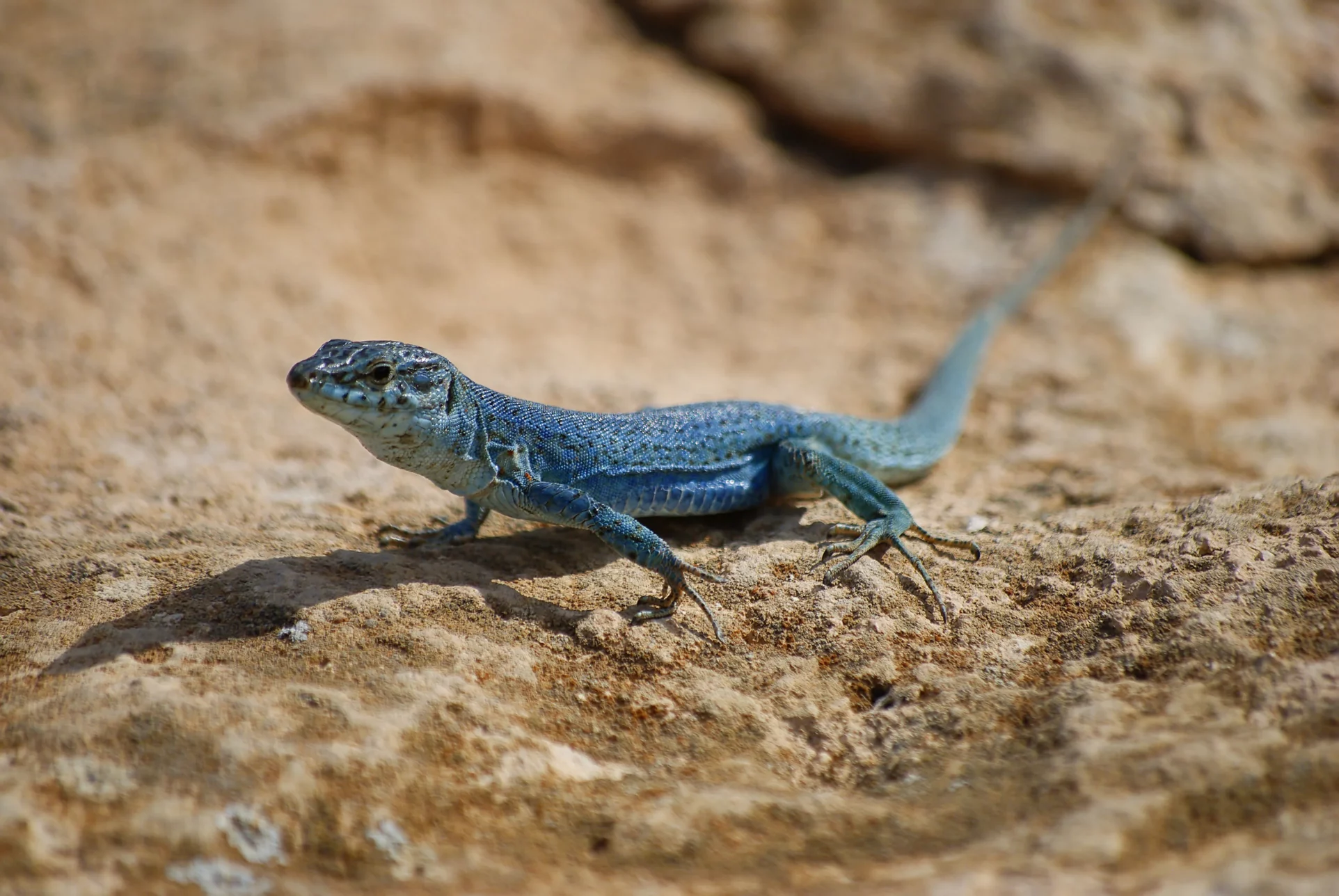 lezard pityuses 08 lezard pityuses 08