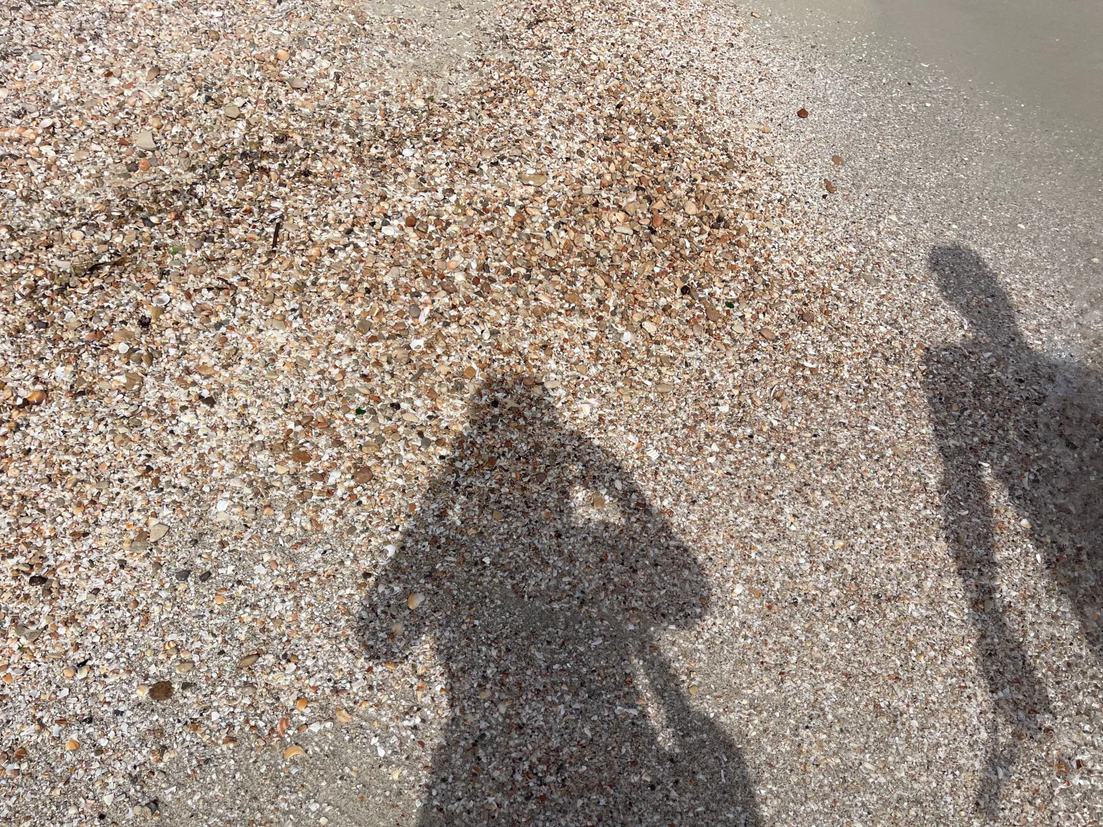 Sable fin mêlé de coquillages brisés sur la plage d'Es Arenals à Formentera