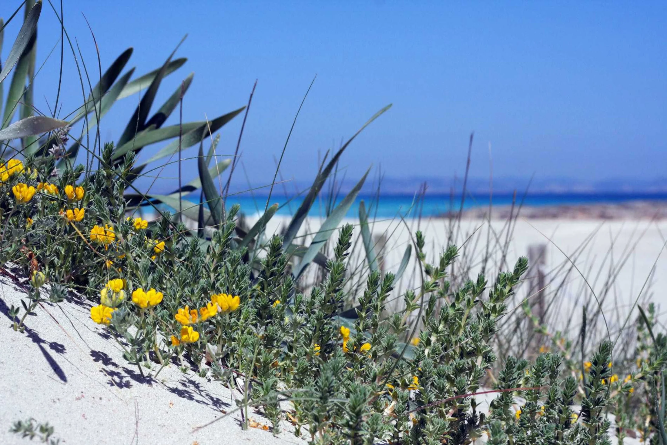 Dune fleurie et mer turquoise en arrière-plan sur Platja de Llevant, Formentera