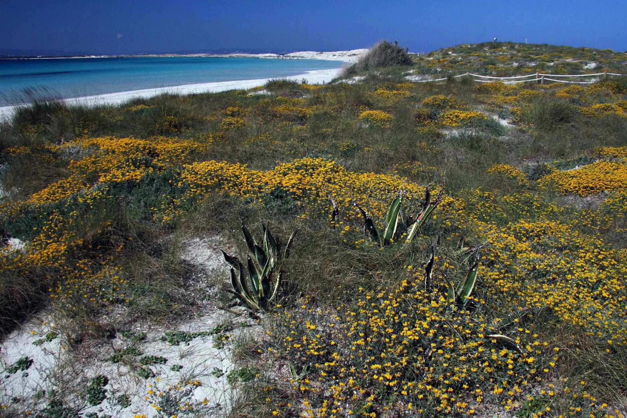Végétation des dunes en bordure de Platja de Llevant à Formentera