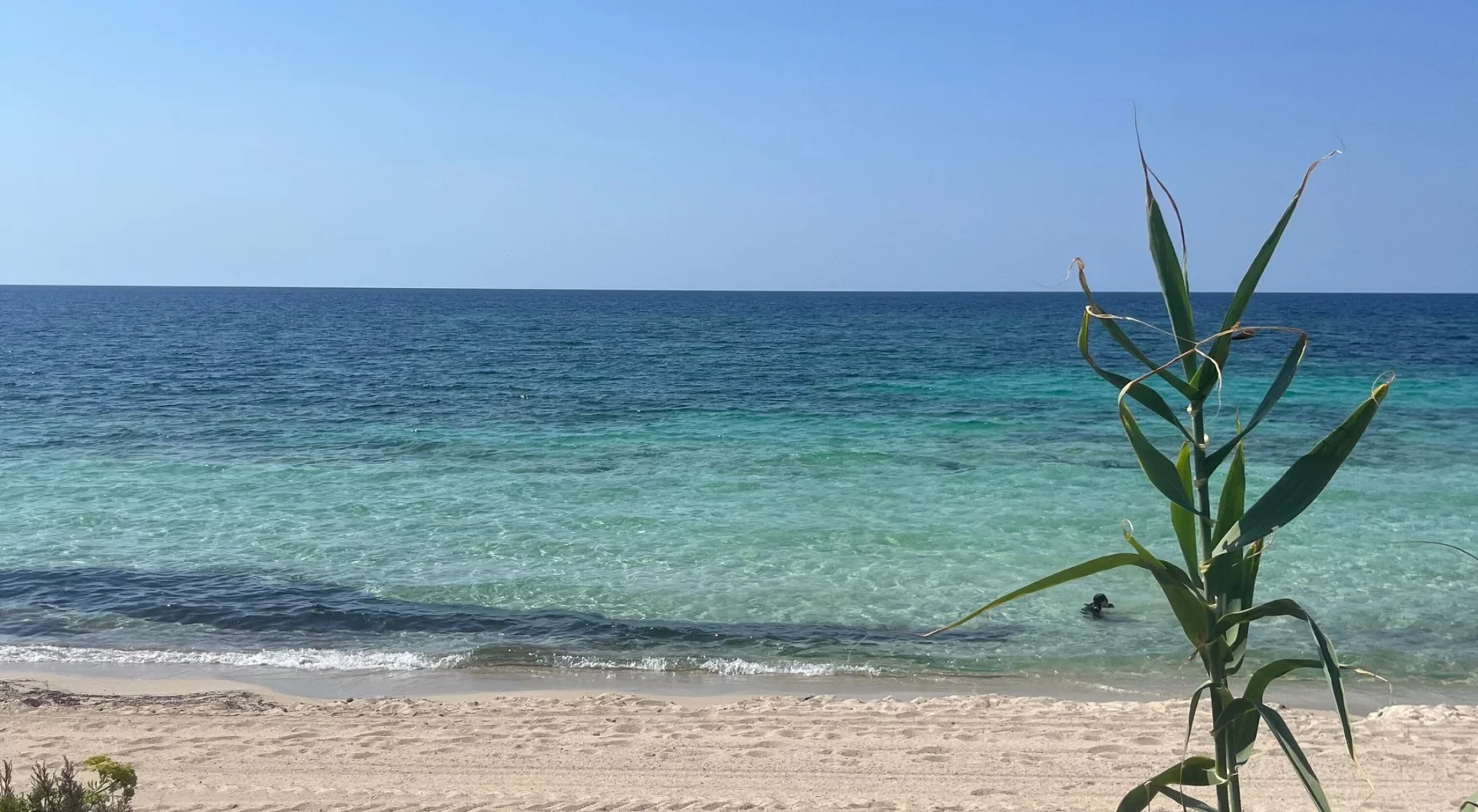 migjorn mer transparente agave Mer transparente et agave en fleur au bord de la plage de Migjorn, Formentera