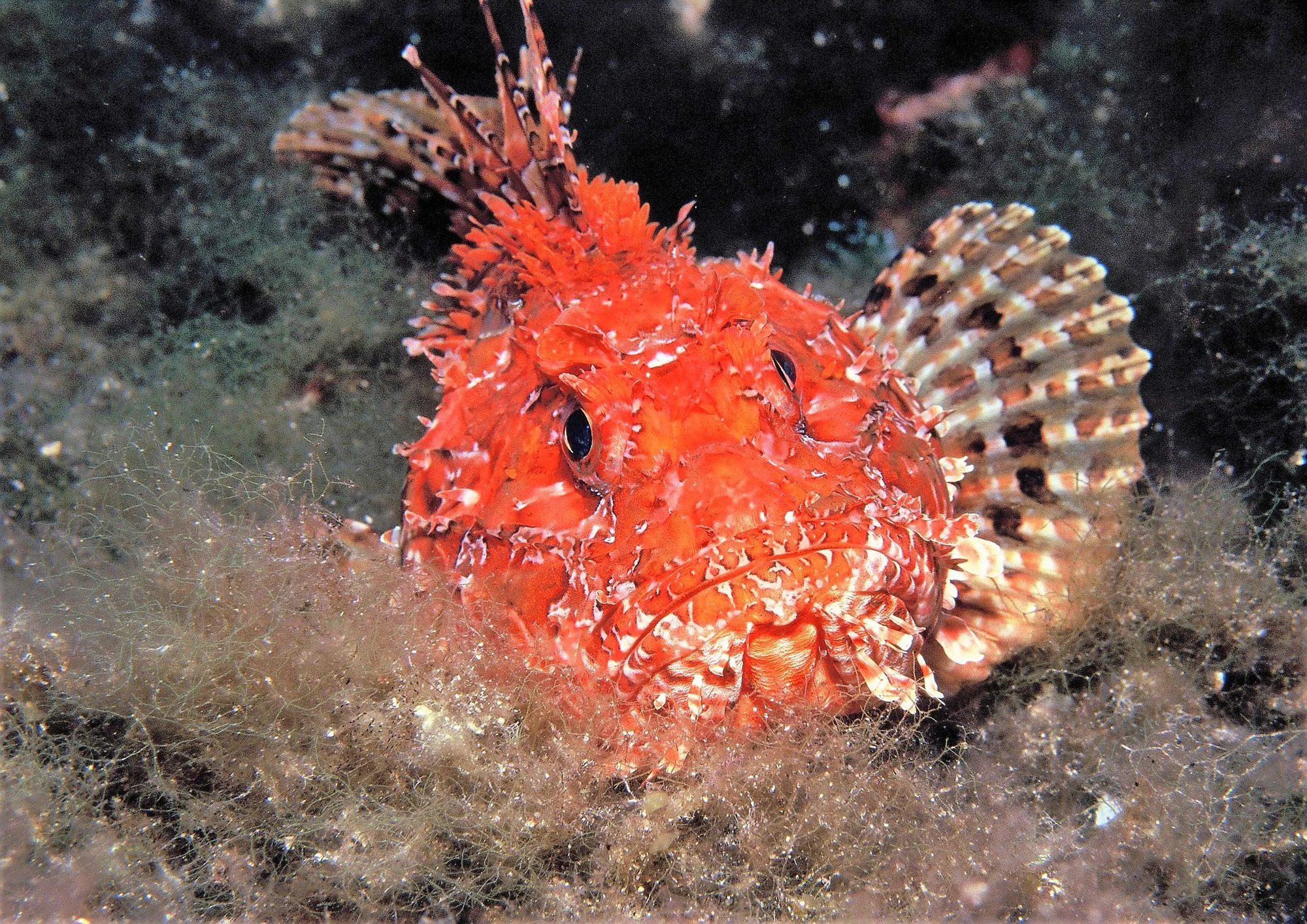 plongee padi ibiza rascasse Rascasse rouge observée lors de la plongée à Ibiza
