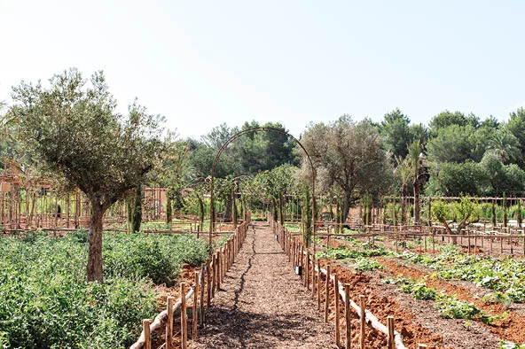 Potager Atzaró qui approvisionne le restaurant Aubergine Ibiza