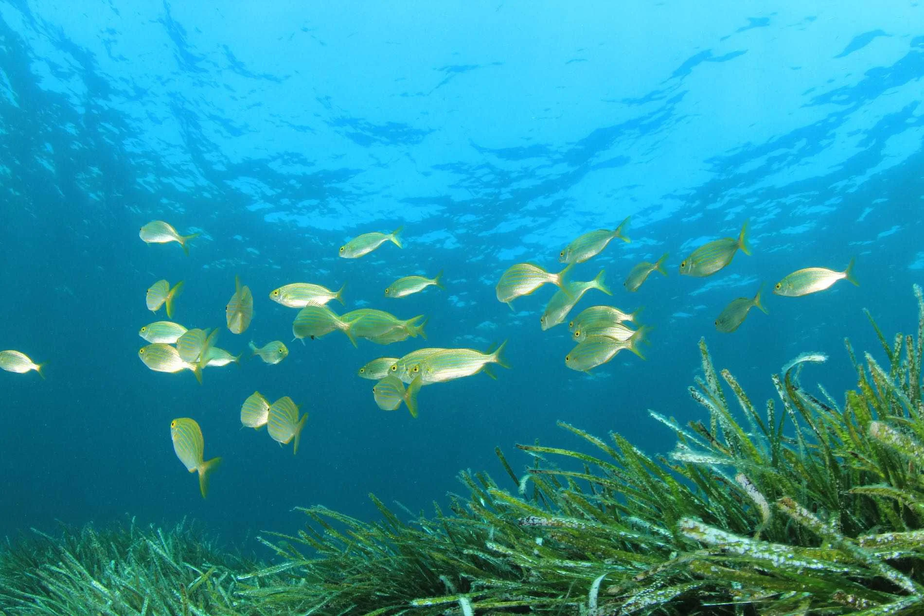 posidonia formentera shutterstock Posidonie et eau turquoise à Formentera