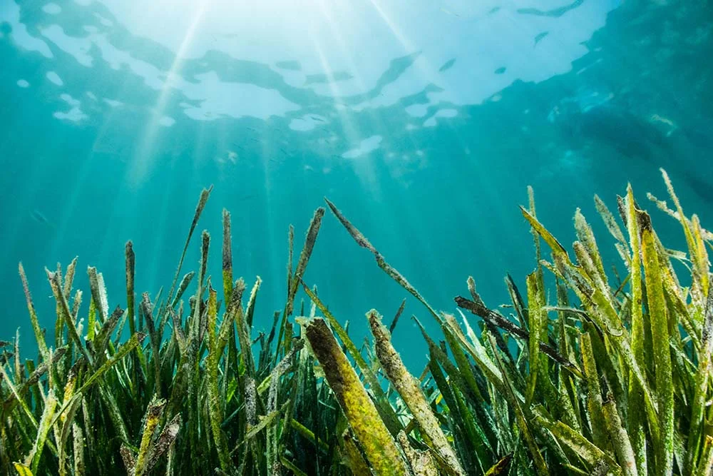 posidonia3 Herbier de posidonie dans les eaux d'Ibiza