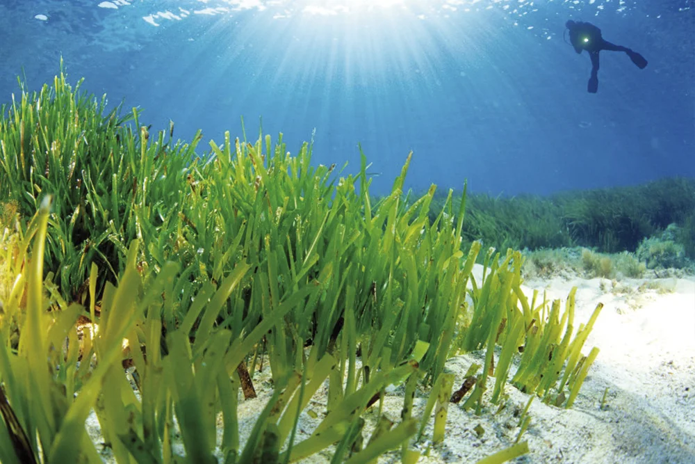 posidonia5 Posidonie et eau turquoise à Ibiza
