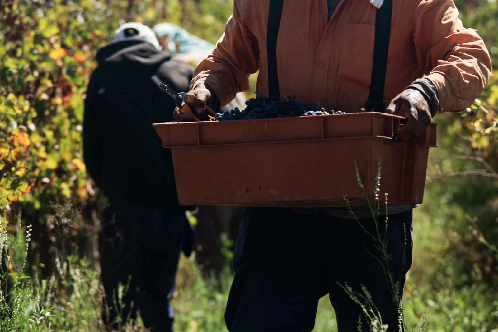 caisse raisins recoltes vendange ibiza Caisse de raisins fraichement recoltes dans un vignoble