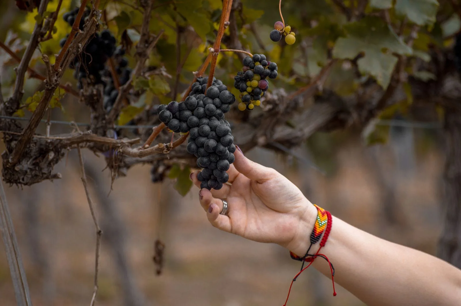 cueillette raisin vendange ibiza 2026 Main cueillant des grappes de raisin lors de la vendange
