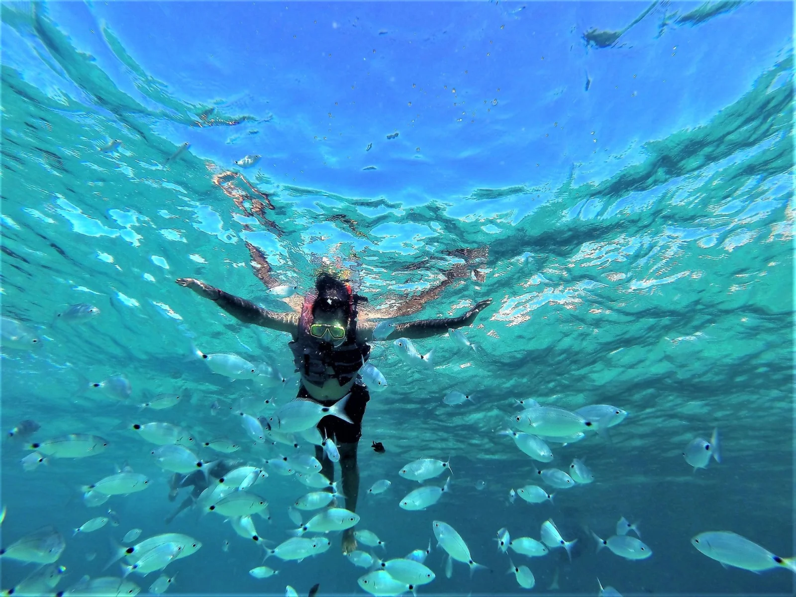Snorkeleuse au milieu d'un banc de poissons