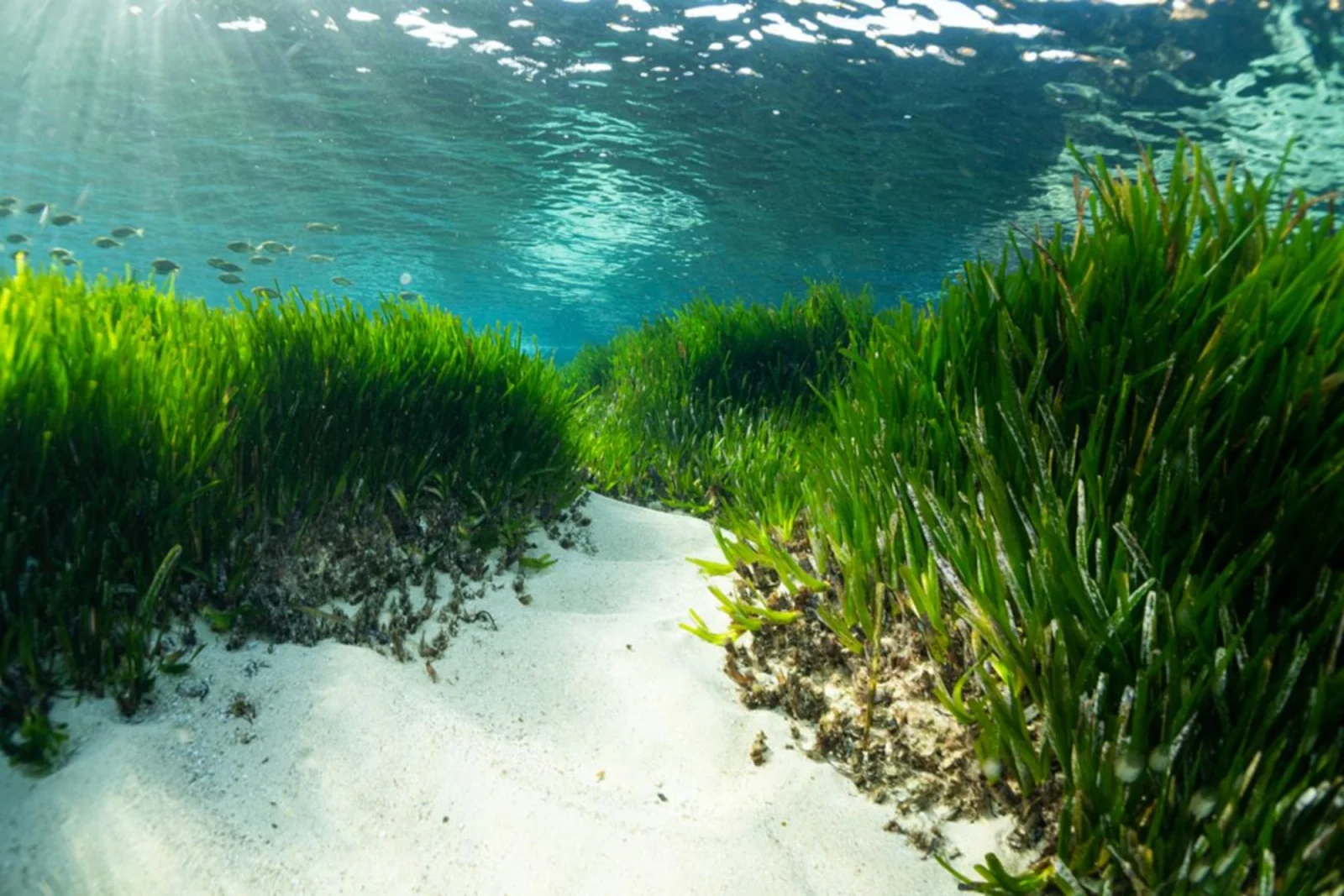 Herbier de posidonie et sable blanc sous l'eau à Espalmador