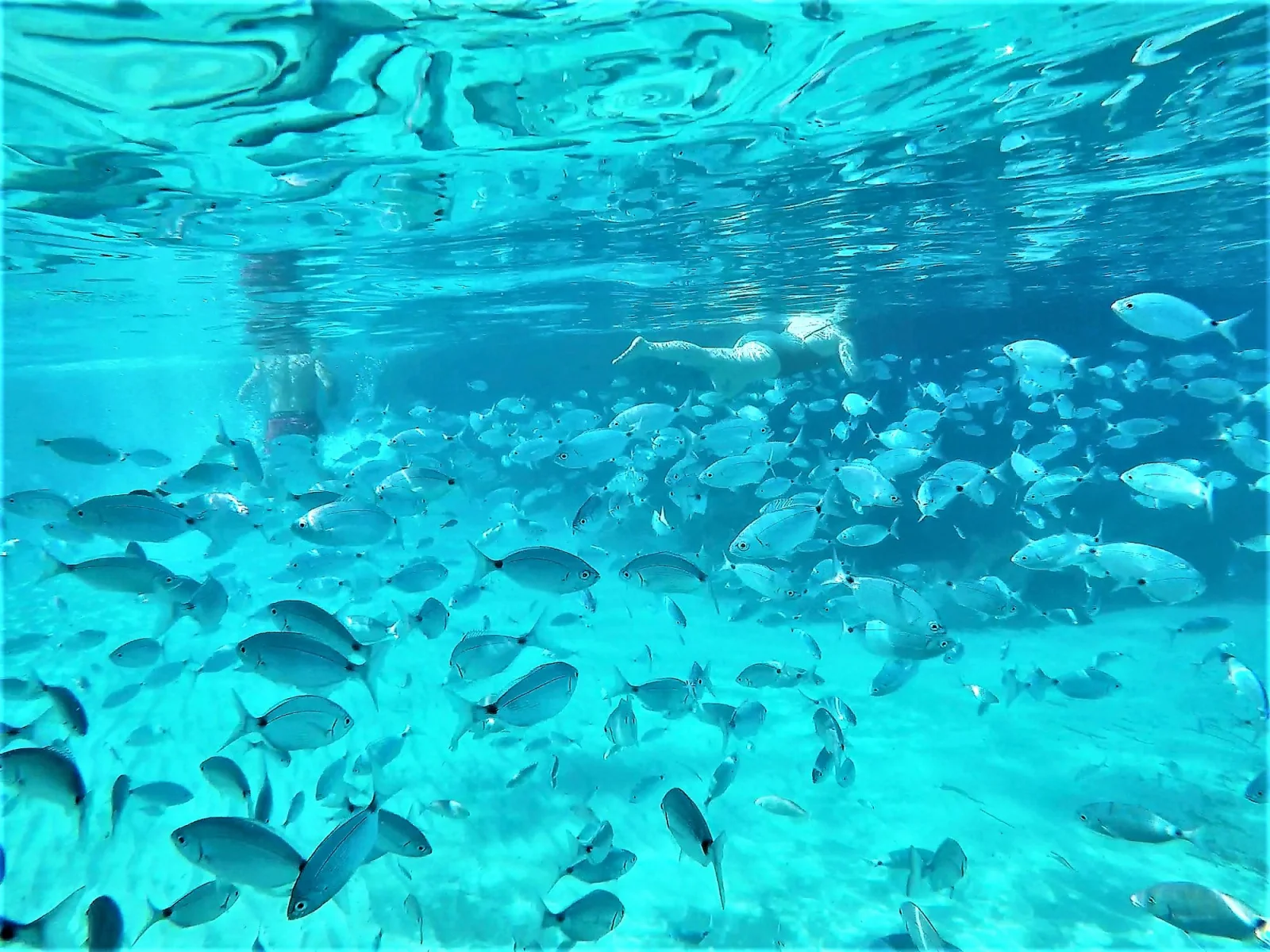 snorkeling grottes ibiza 1 Bancs de poissons sous l'eau claire de la côte ouest d'Ibiza