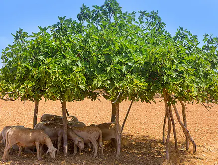 Moutons à l'ombre d'un figuier soutenu par des étais en bois à Formentera