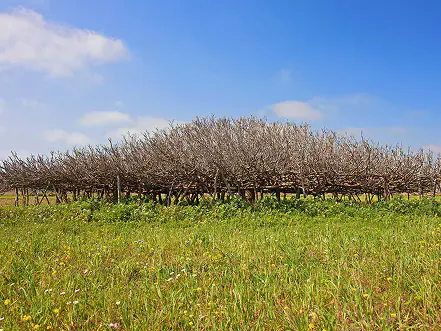 Rangée de figuiers en hiver dans la campagne de Formentera