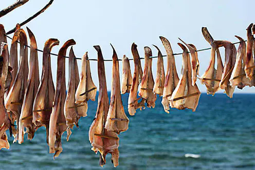 Poissons mis à sécher face à la mer pour préparer le peix sec de Formentera