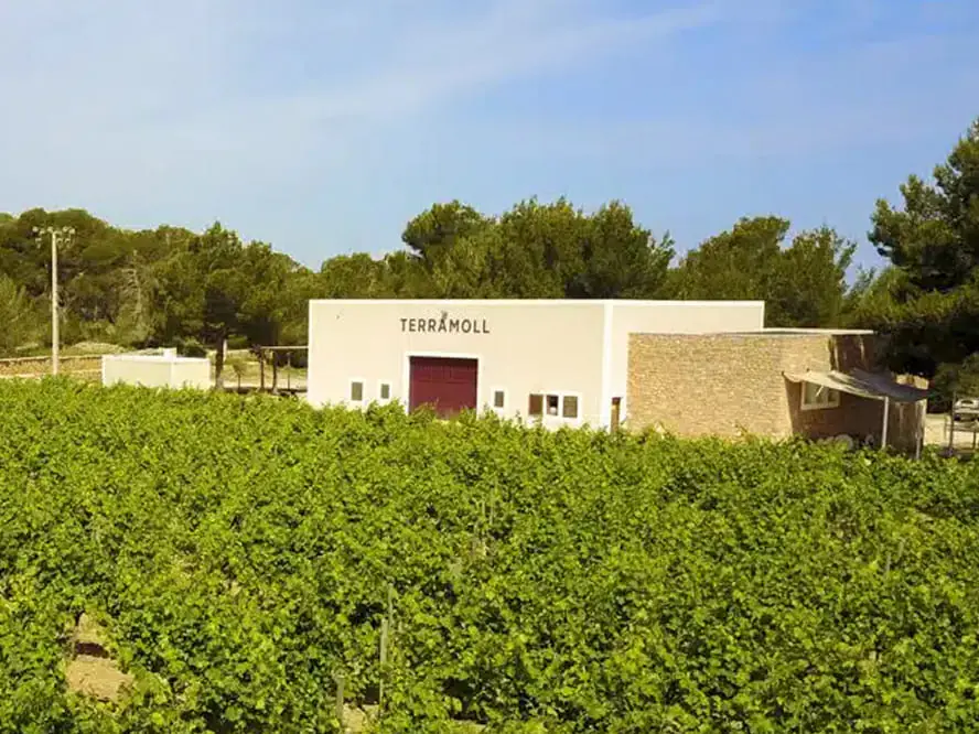 Vignes devant la cave Terramoll à Formentera